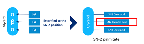 SN-2 palmitate